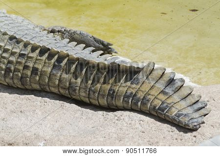Crocodylia Alligator Mississippi
