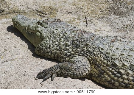 Crocodylia Alligator Mississippi