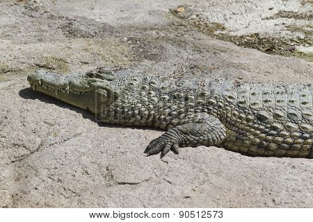 Crocodylia Alligator Mississippi