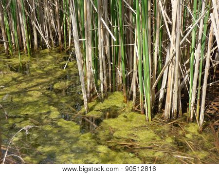 Morass On Lake With Rushes
