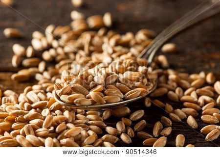 Raw Organic Spelt Grain