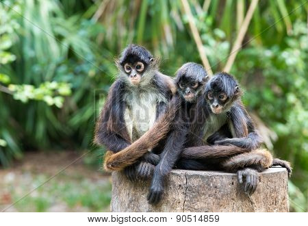 Spider monkey on a tree