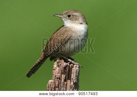 House Wren