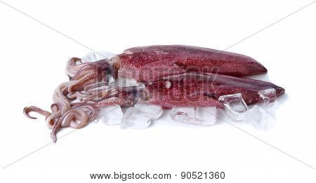 Fresh Whole Round Squid With Ice Cube On White Background