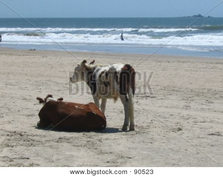 Cows On The Beach
