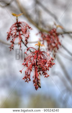 Red Spring