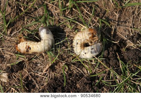 Chafer Beetle larva.