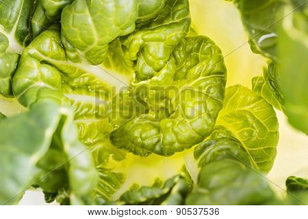 Pok Choi Cabbage, Top View, Macro ,selective Focus