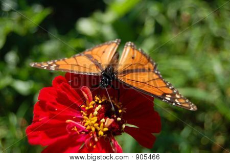 Butterfly3