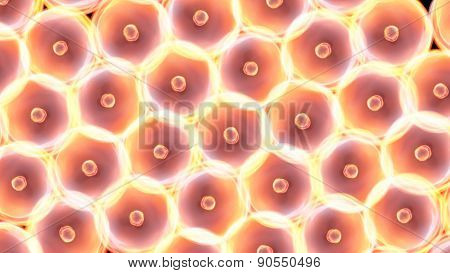 Cells Large Size All Glow