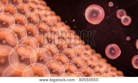 The mitosis of orange and pink color cells