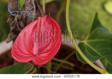 spadix  for beautiful home and garden decor.