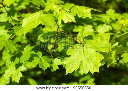 Maple Leaf