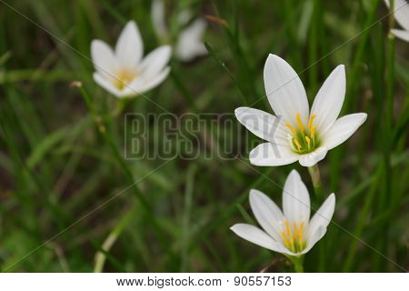 Zephyranthes  for beautiful home and garden decor.