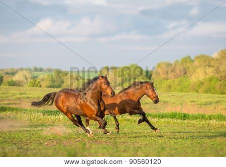 Horse