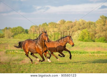 Horse