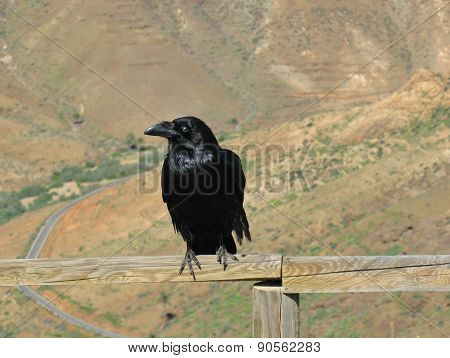 Ravens seen on Fuerteventura