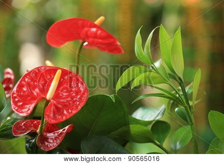red anthurium flower in botanic garden (anthurium andraeanum, araceae orarum)