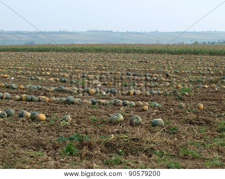 Autumn Harvest Of Pumpkins, Niederösterreich
