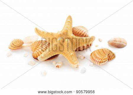 Shells.