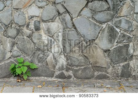 pipal leaf growing through crack in old sand stone wall