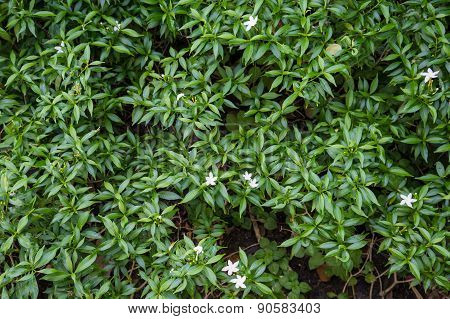 Gerdenia Crape Jasmine With Green Leaves Wall Background
