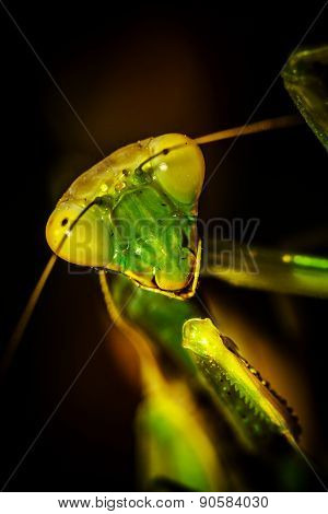 Praying Mantis on the green leaf