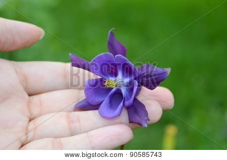 Aquilegia
