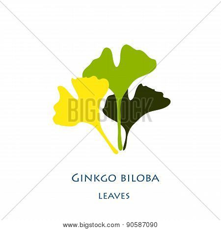 Ginkgo biloba stylizes leaves. Silhouette of ginkgo leaves