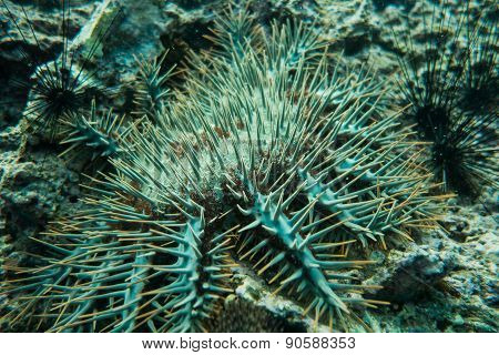 Sea urchin