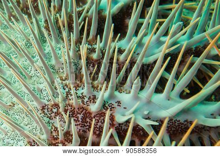 Sea urchin