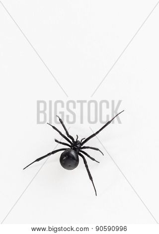 Black Widow Spider Close Up