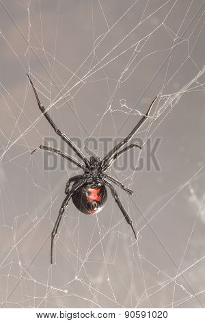 Female Southern Black Widow Spider