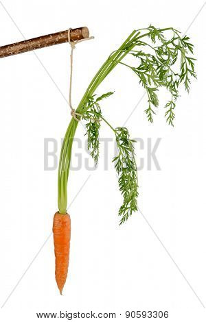 carrot on a stick. fresh vegetables and fruits is always healthy. symbolic photo for motivation.
