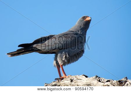 Beautiful Dark Chanting Goshawk Male Sit On Perch Looking