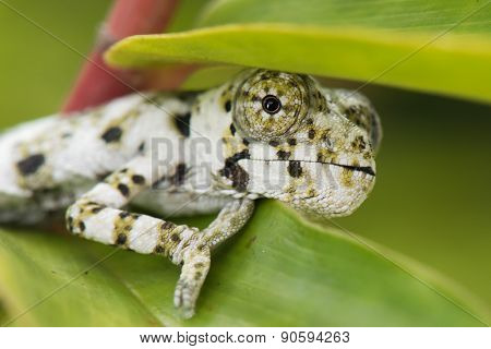 A Baby Melleri's Chameleon (chameleo Melleri) Hiding Under A Leaf