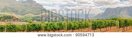 Panoramic View Of Vineyards Near Stellenbosch