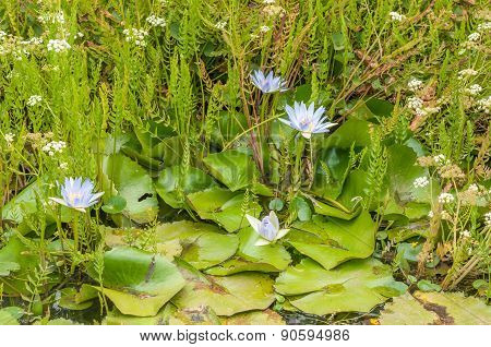 Pond With Waterlilies