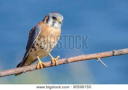 American Kestrel (falco Sparverius)