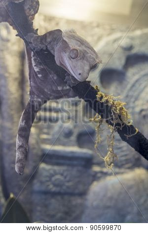 Crested Gecko