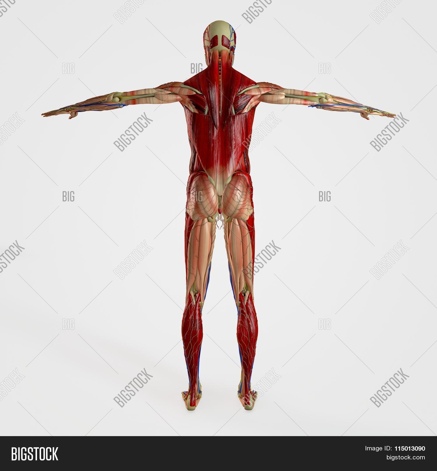 Anatomy Back Image & Photo (Free Trial) | Bigstock