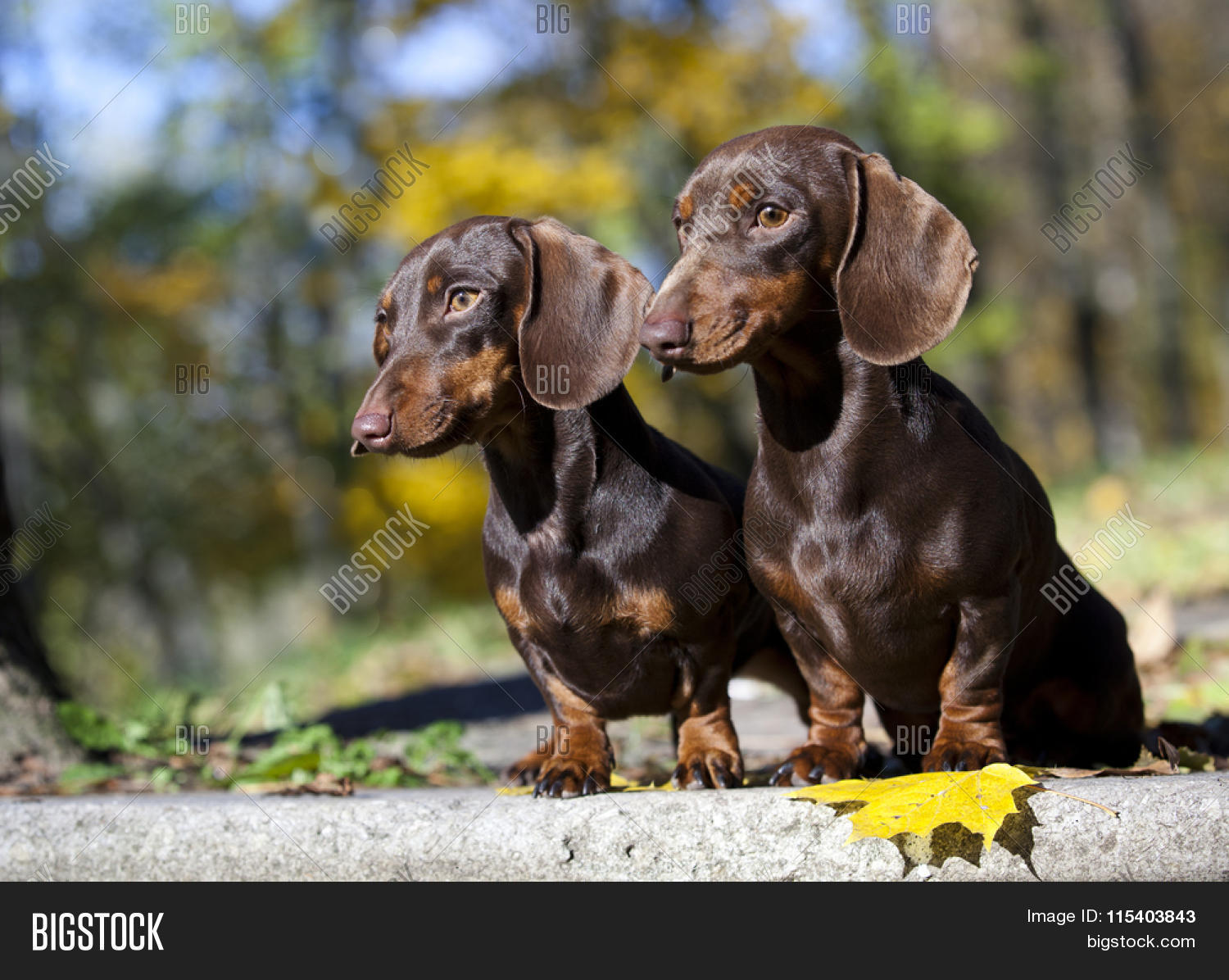 Tvo Dachshund Rabbit Image & Photo (Free Trial) | Bigstock