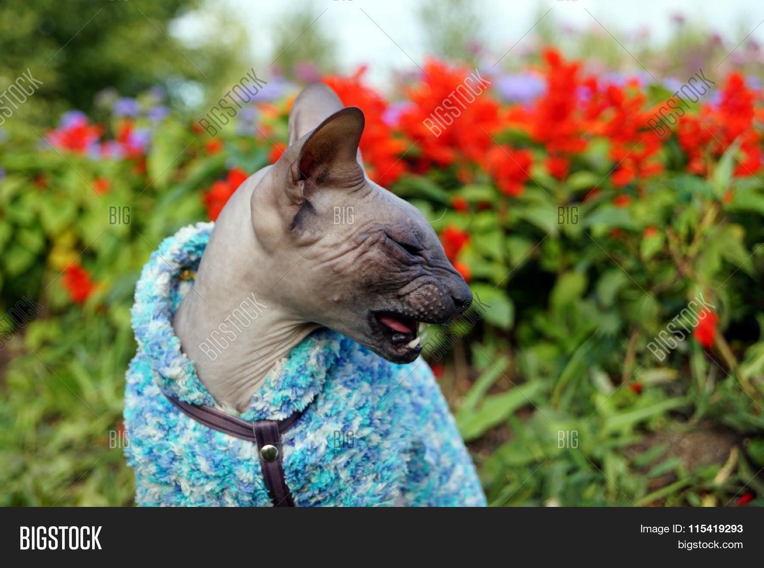 Image Preview