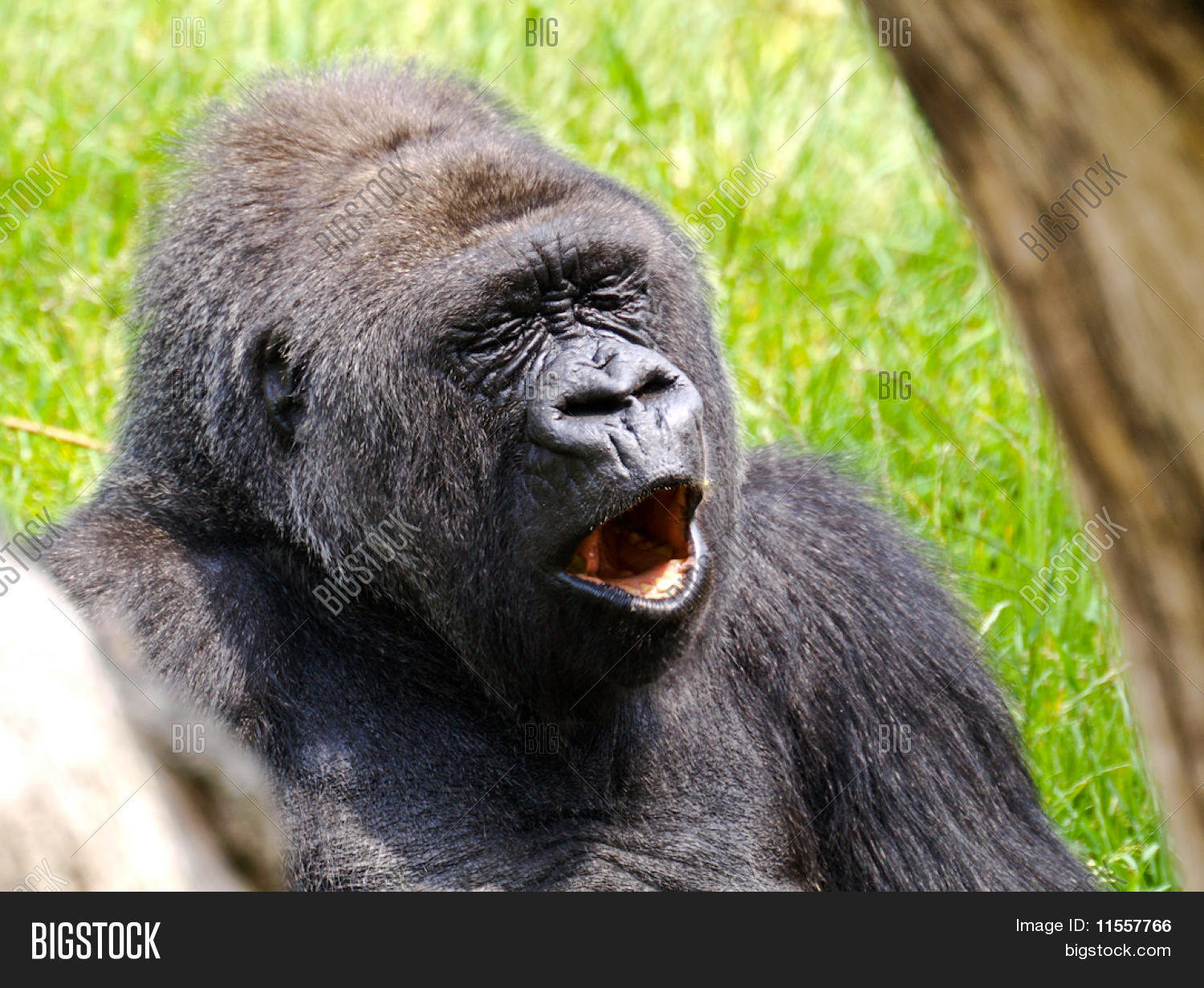 Yawning Gorilla Image & Photo (Free Trial) | Bigstock