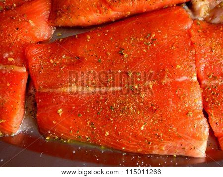 Salmon
