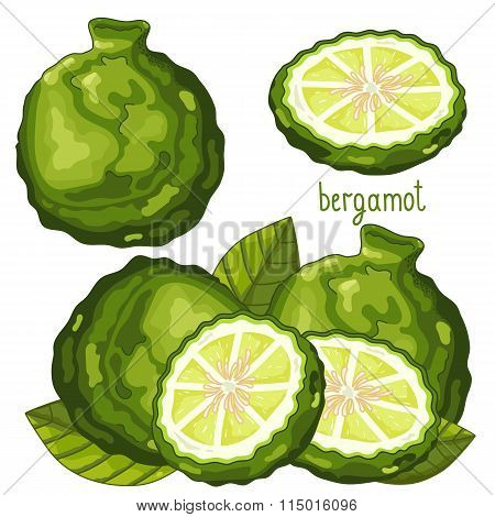 Bergamot Isolated, Vector.