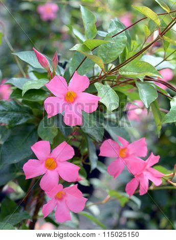 Mandevilla