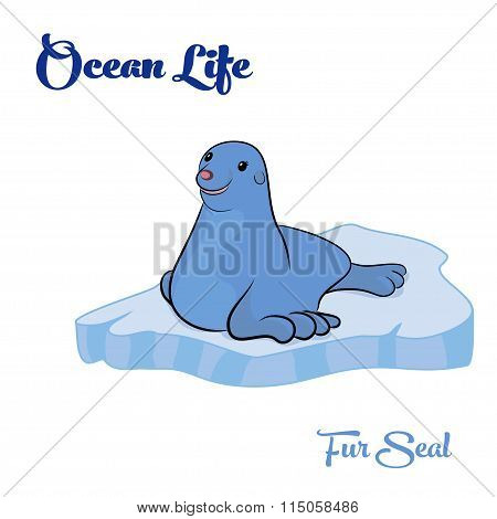 Fur Seal on the ice floe