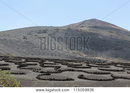 Vineyard on black volcanic soil in La Geria area. Lanzarote.Canary Islands.Spain