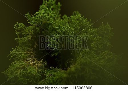 Selaginella Willdenowii In The House Decor (led Lighting).
